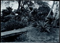 Three priests near footbridge, Moanalua Gardens, Oahu.